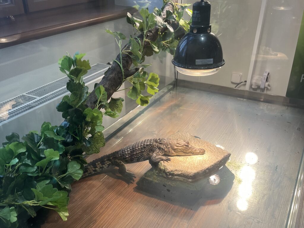 VL1 v Jihočeském muzeu - VOŠ, SPŠ automobilní a technická