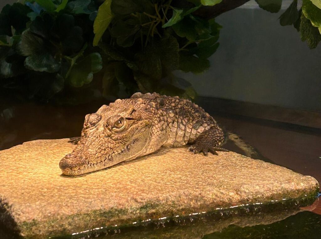 VL1 v Jihočeském muzeu - VOŠ, SPŠ automobilní a technická