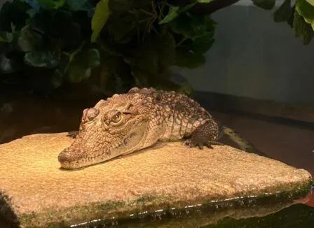 VOŠ, SPŠ automobilní a technická - VOŠ, SPŠ automobilní a technická